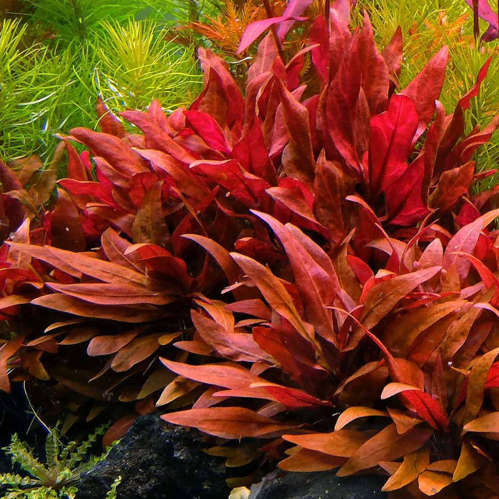 Alternanthera reineckii