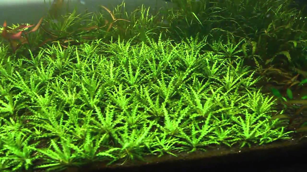 Pogostemon helferi