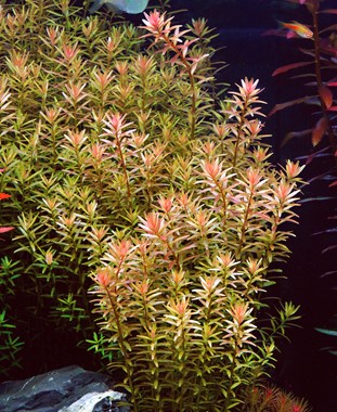 Rotala rotundifolia