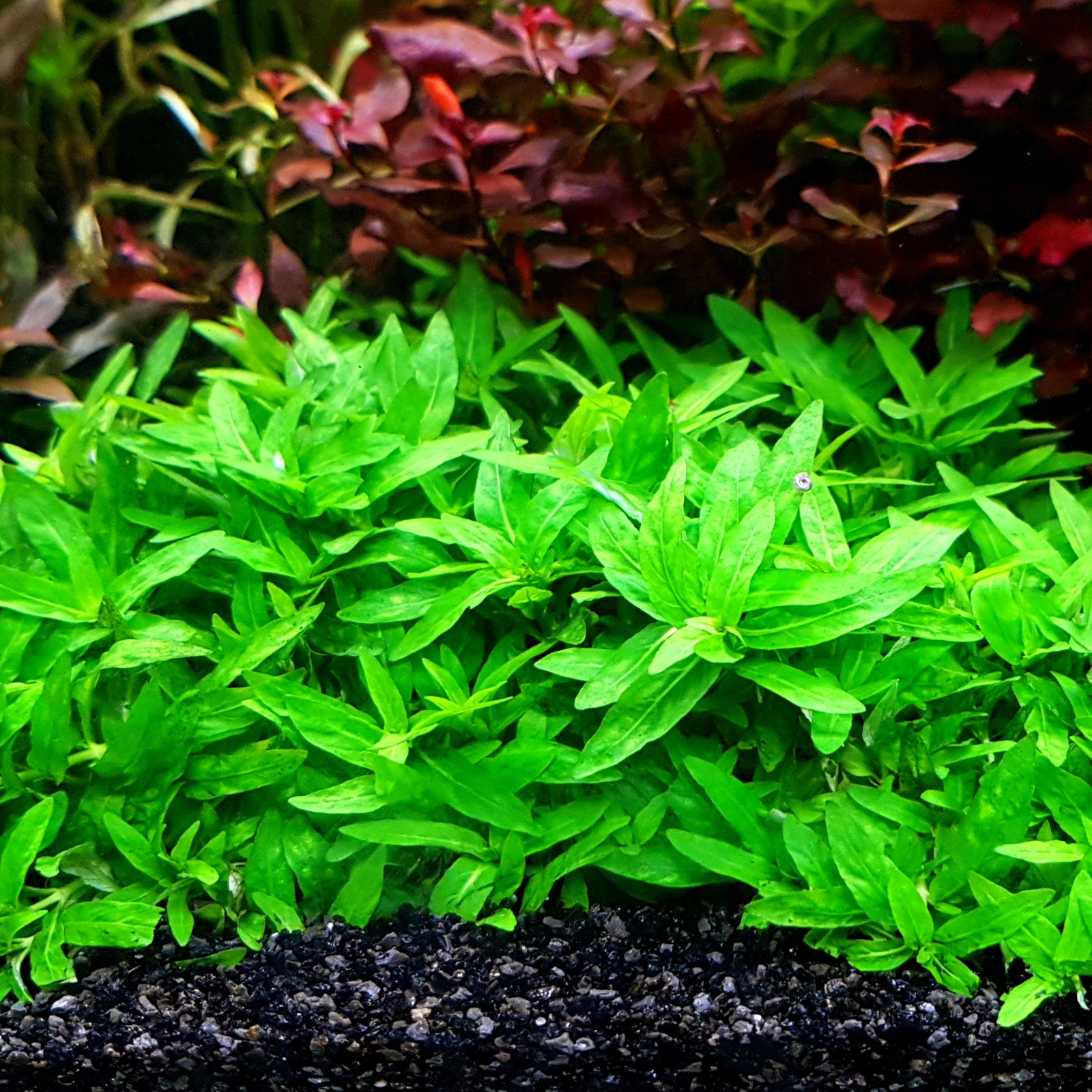 Staurogyne repens