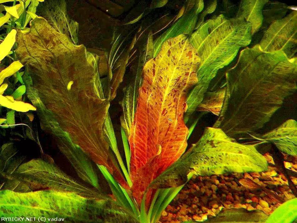 Echinodorus "Ozelot"