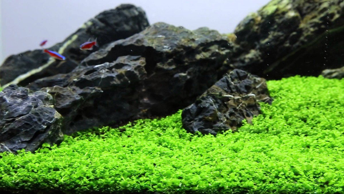 Micranthemum Monte Carlo