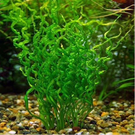 Echinodorus "Vesuvius"