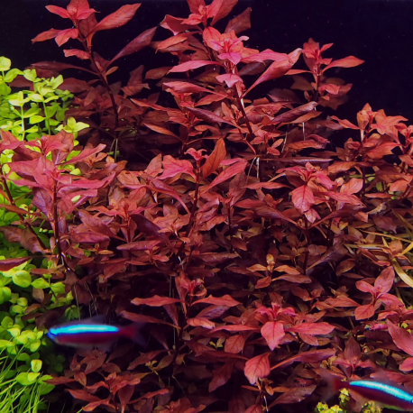 Ludwigia palustris "Super Red"