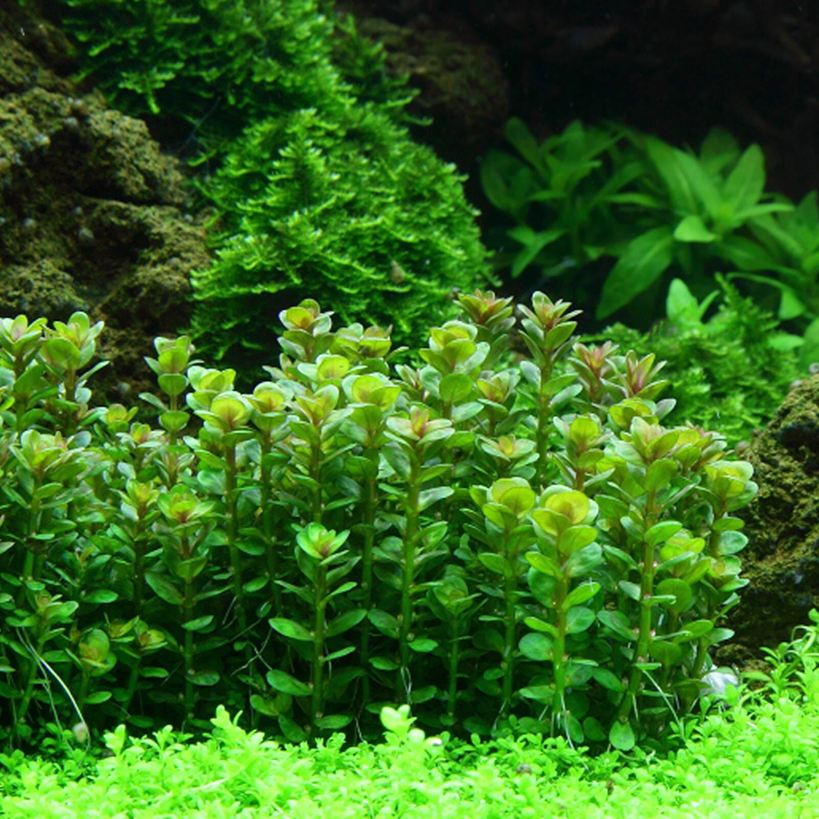 Rotala "Indica"