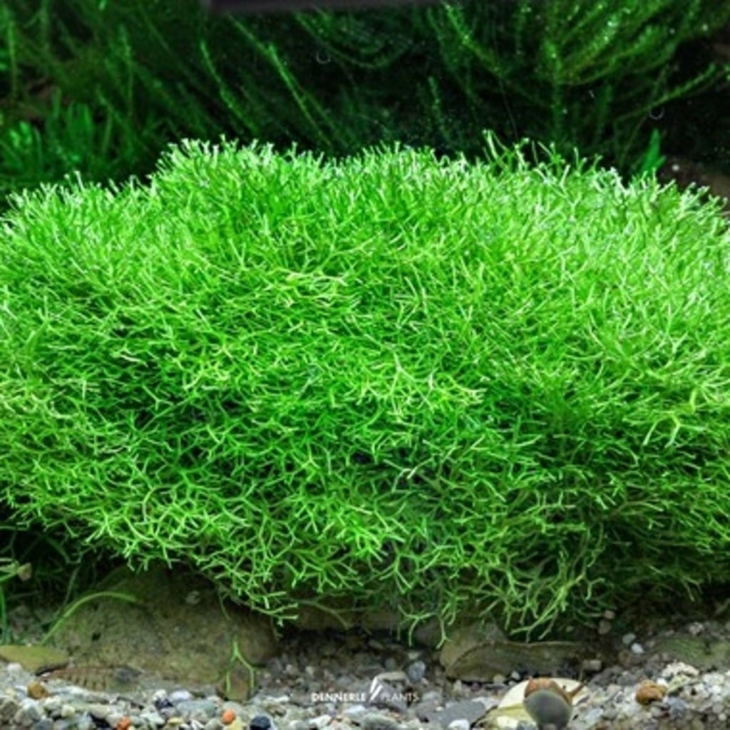 Riccia fluitans