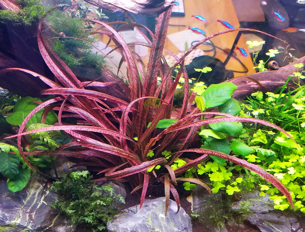 Cryptocoryne spiralis red
